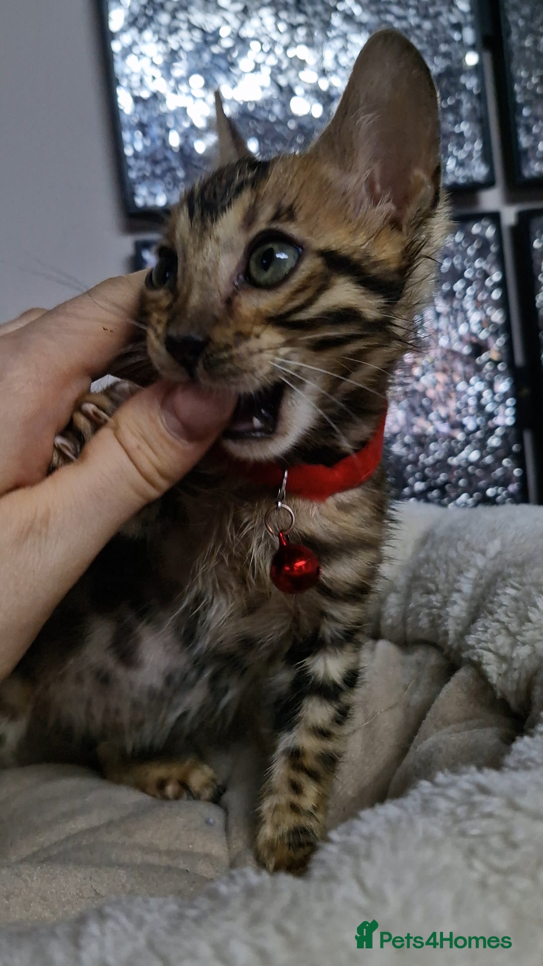 Bengal cats for sale: READY REDUCED TICA Genetic/Health Tested Bengals - Image 15