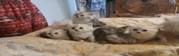 Persian cats for sale: Persian kittens - Advert 10