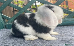 Mini Lop rabbits for sale: Mini Lop Black Extreme Doe - Image 7