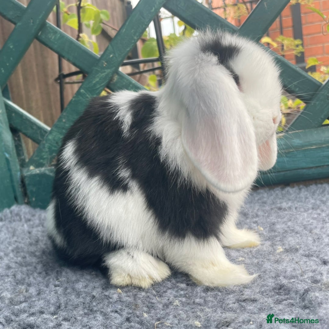 Mini Lop rabbits for sale: Mini Lop Black Extreme Doe - Image 7