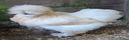 Chickens poultry for sale: Purebred Polish & USA Silkie Pekins Available  - Advert 7