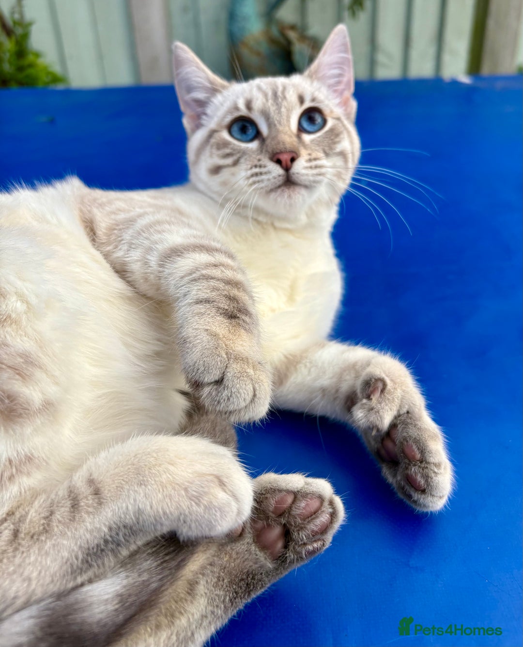 Keetso cats for sale: Superb polydactyl girl - Advert 19