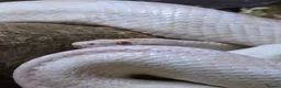 Corn Snake reptiles for sale: Male Adult Ghost Corn Snake 4 Years Old in Exeter - Advert 10