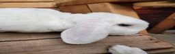 Mini Lop rabbits for sale: Gorgeous Purebred Mini Plush Lops - Advert 12