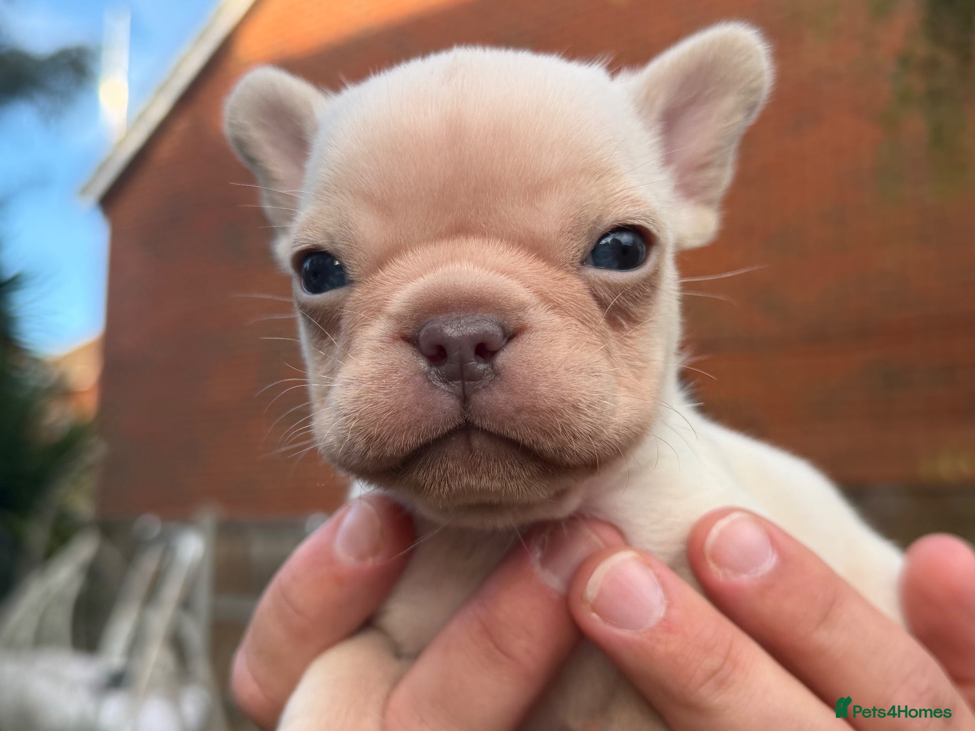 French Bulldog dogs Beautiful Platinum French Bulldog Puppy  - Advert 11