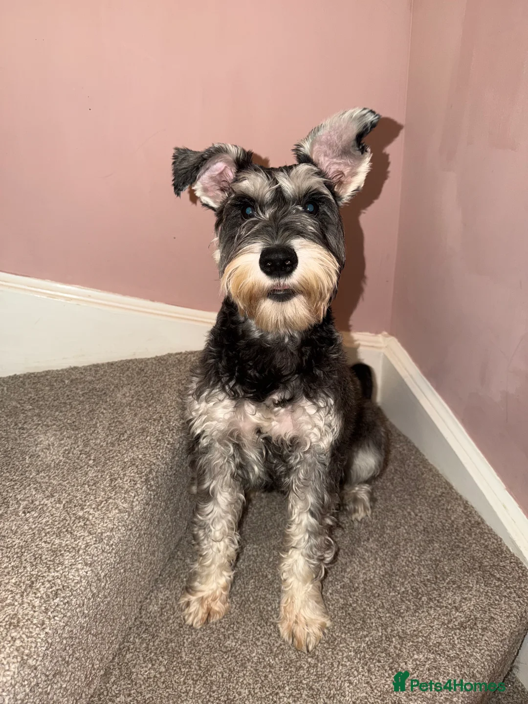 Miniature Schnauzer dogs for sale: Male Miniature Schnauzer - 8 months old in Ammanford - Advert 3