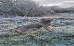 Lagotto Romagnolo dogs for sale: Lagotto Romagnolo Puppies - Advert 2