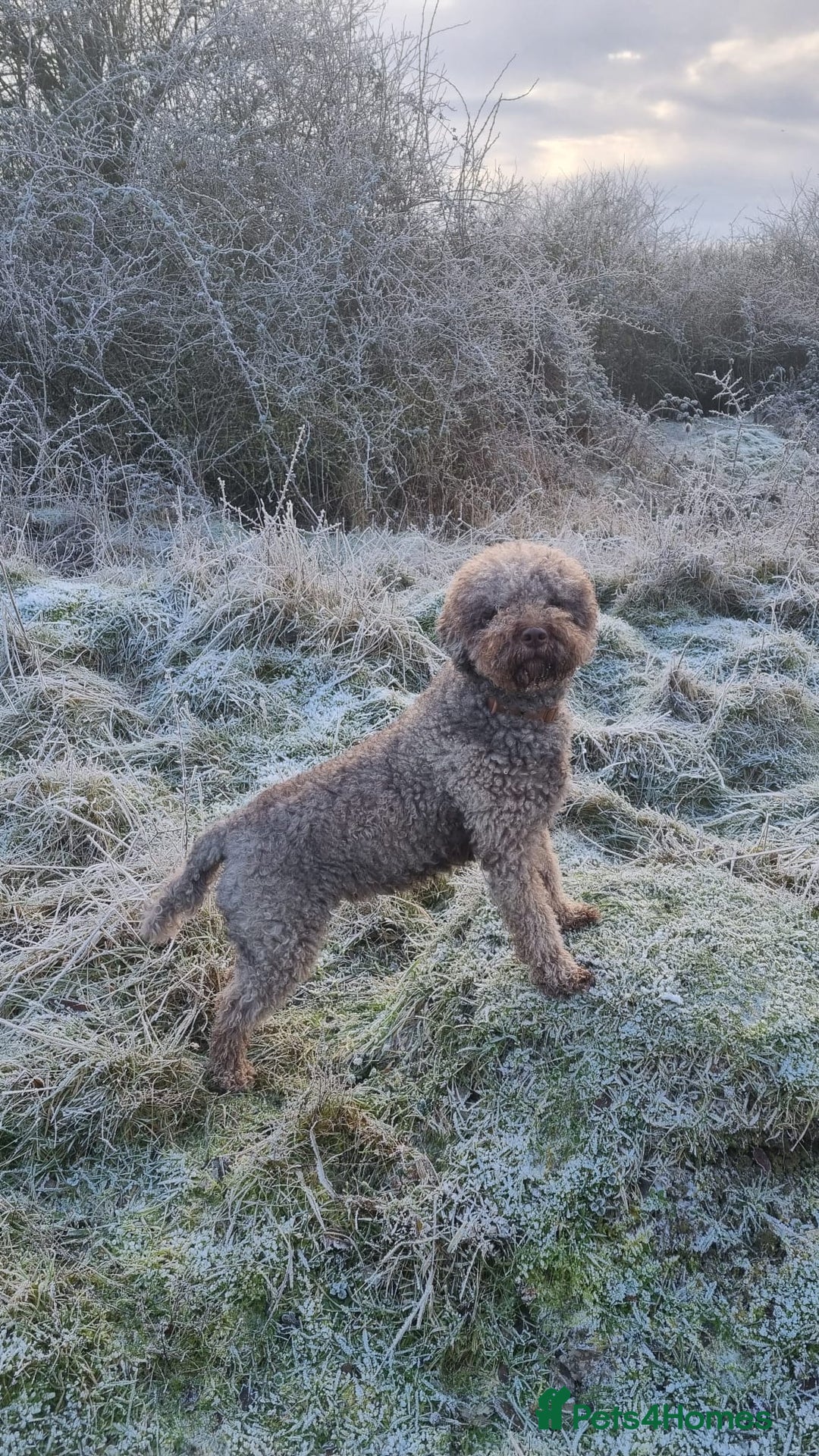 Lagotto Romagnolo dogs for sale: Lagotto Romagnolo Puppies - Advert 2