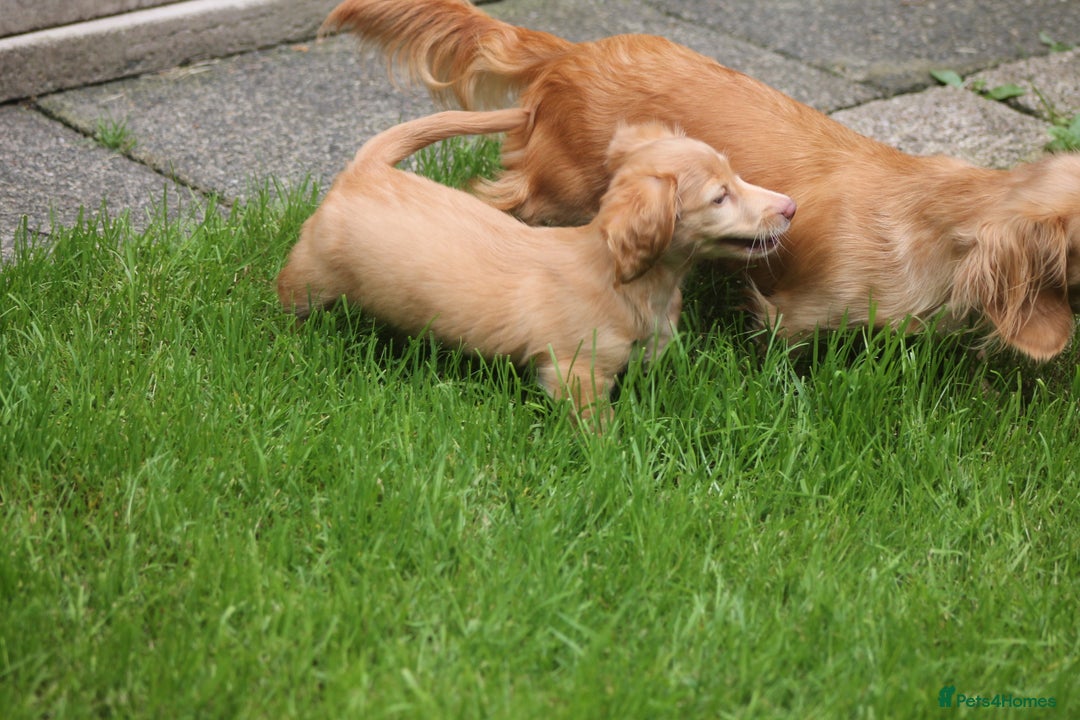 Dachshund dogs for sale: KC beautiful cream dachshund miniature long haired - Image 8