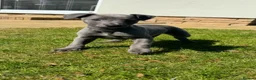 Whippet dogs for sale: Blue Whippet Boy Pup Ready Now - Advert 3