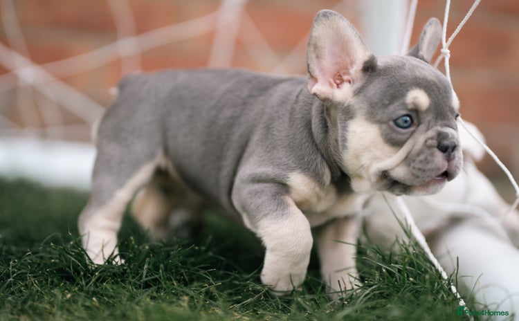 French Bulldog dogs - Advert 1