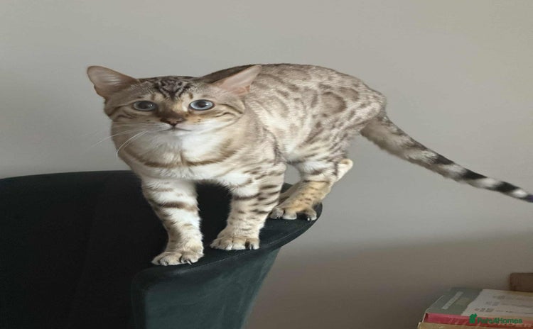 Bengal cats Bengal Snow for stud  - Advert 1