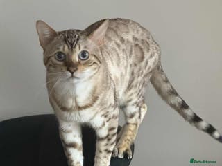 Bengal cats Bengal Snow for stud - Advert 2