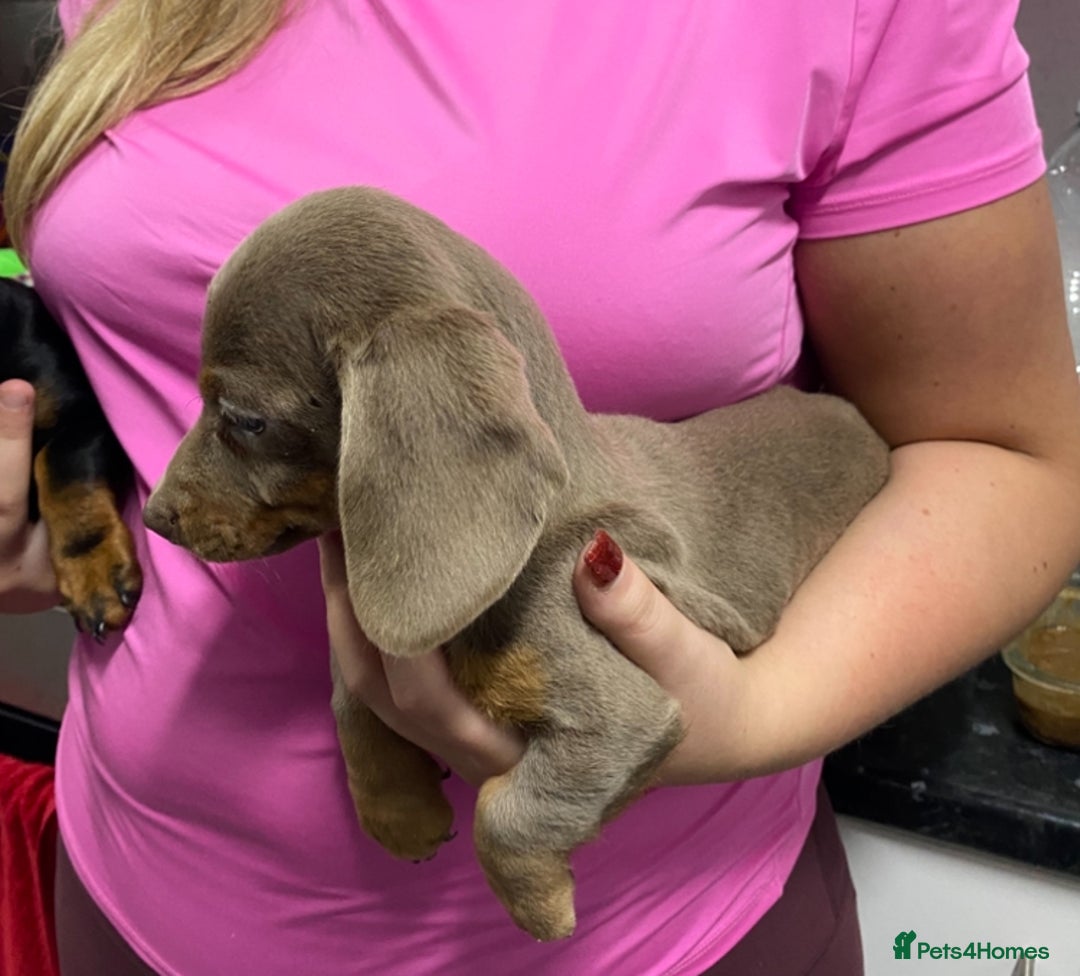 Miniature Dachshund dogs for sale: Miniature dachshund puppies  - Advert 9