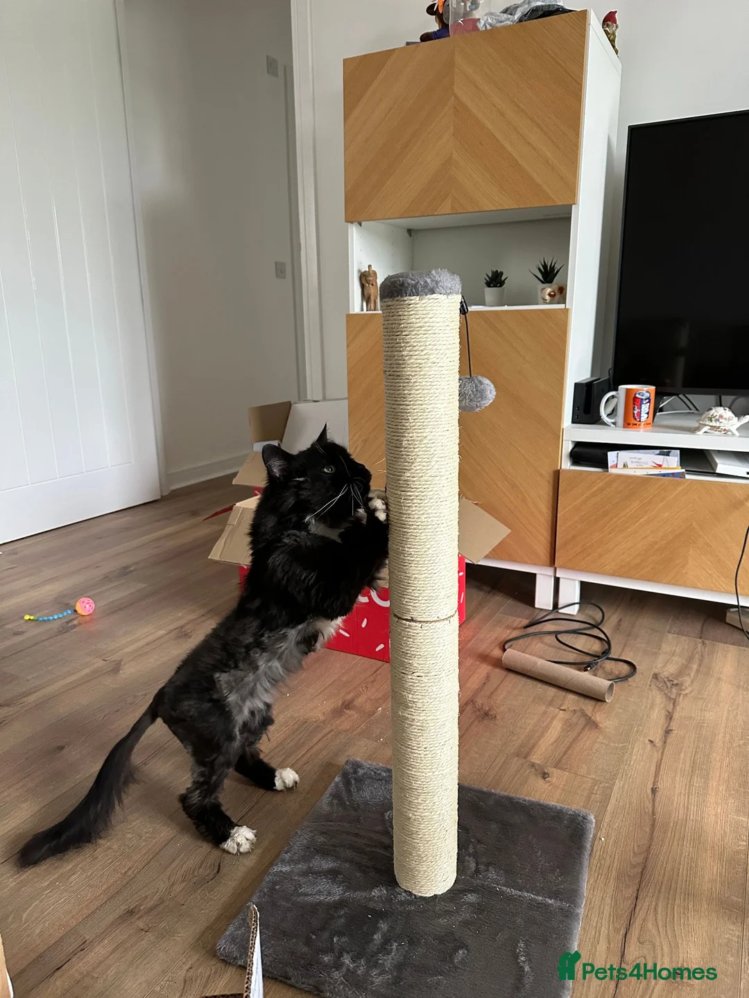 Mixed Breed cats for adoption: The “cancel your plans” cat. - Advert 4