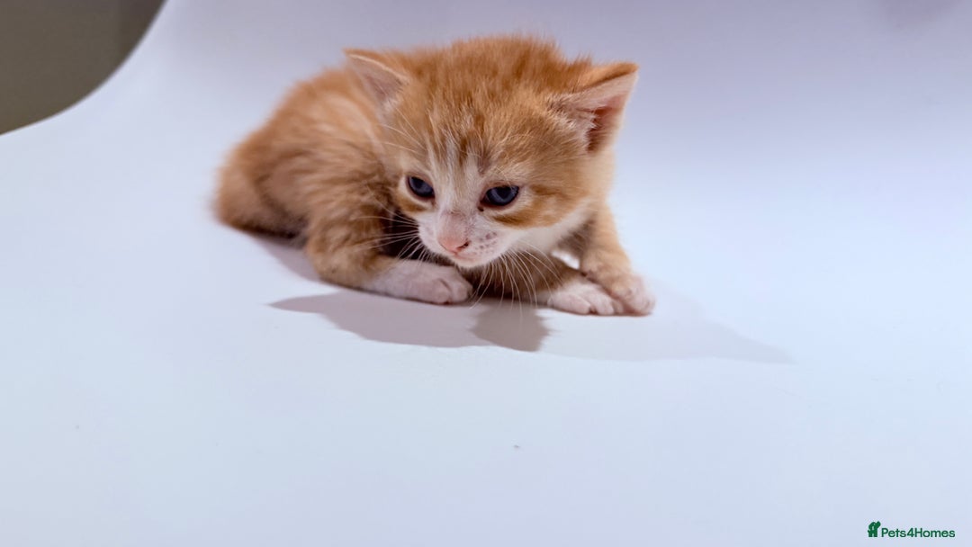 British Shorthair cats for sale: STUNNING 🤩 British Shorthair Queen 👑 litter  - Image 22