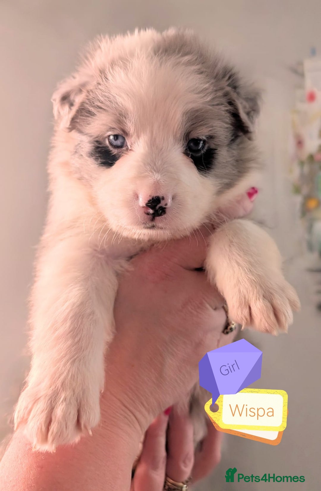 Mixed Breed dogs for sale: Beautiful Bordernese Puppies - Advert 26