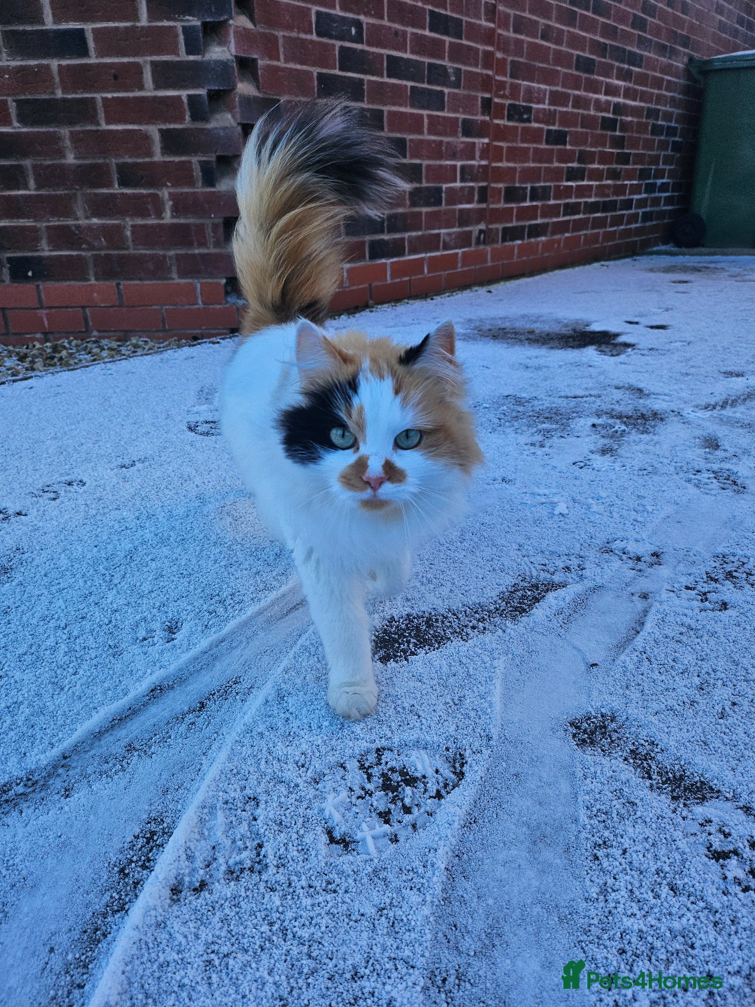 Domestic Shorthair cats Male kitten ginger and white - Advert 6