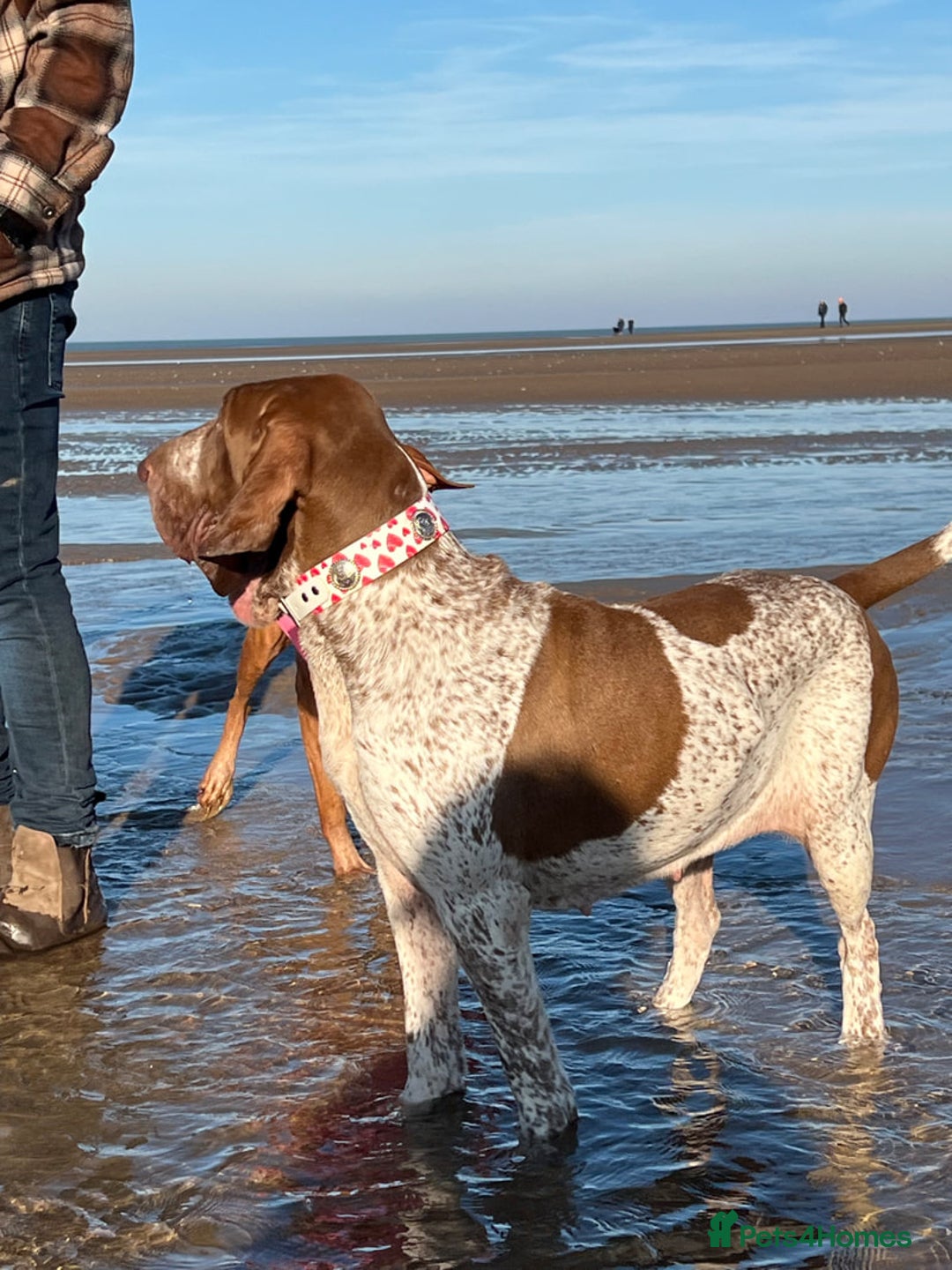 Bracco Italiano dogs for sale: Family raised Bracco Italiano puppies - Image 6