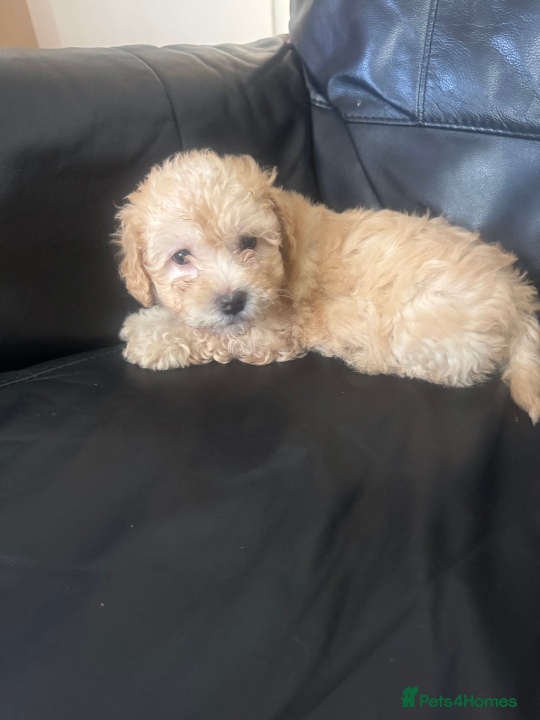 Bichon Frise dogs for sale: Alba  - Advert 2