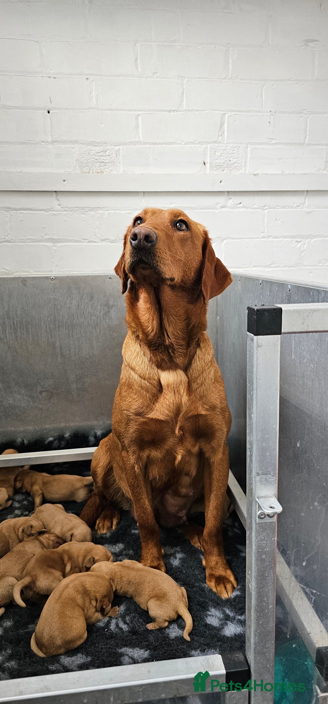 Labrador Retriever dogs for sale: THE LAST KC FOX RED GIRL READY TO LEAVE NOW  - Image 27