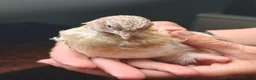 Quail poultry for sale: Celadon egg hatched Cortunix male. in Driffield - Advert 3