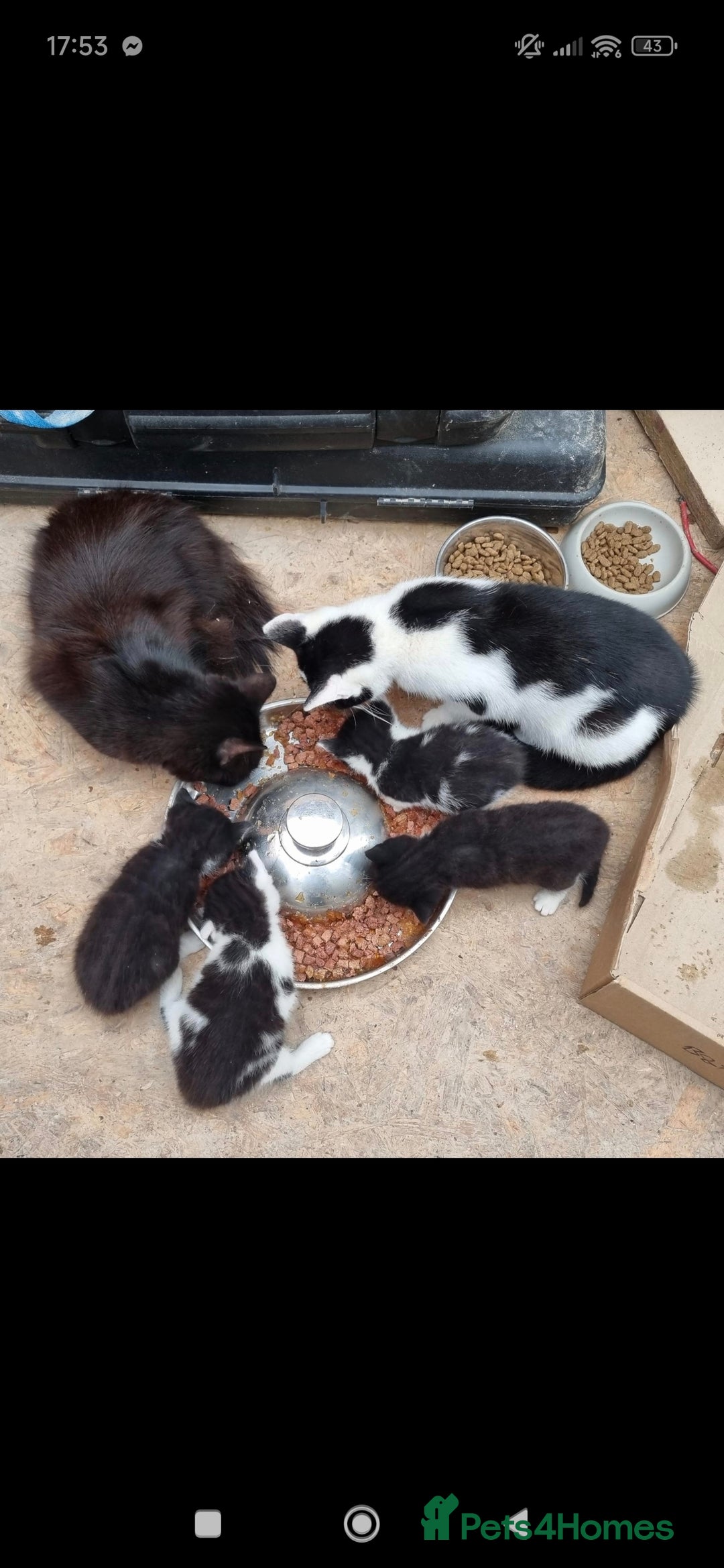 Mixed Breed cats for sale: Mainecoon, ragdoll mixed little girl - Advert 1