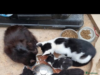 Mixed Breed cats Mainecoon, ragdoll mixed little girl - Advert 3