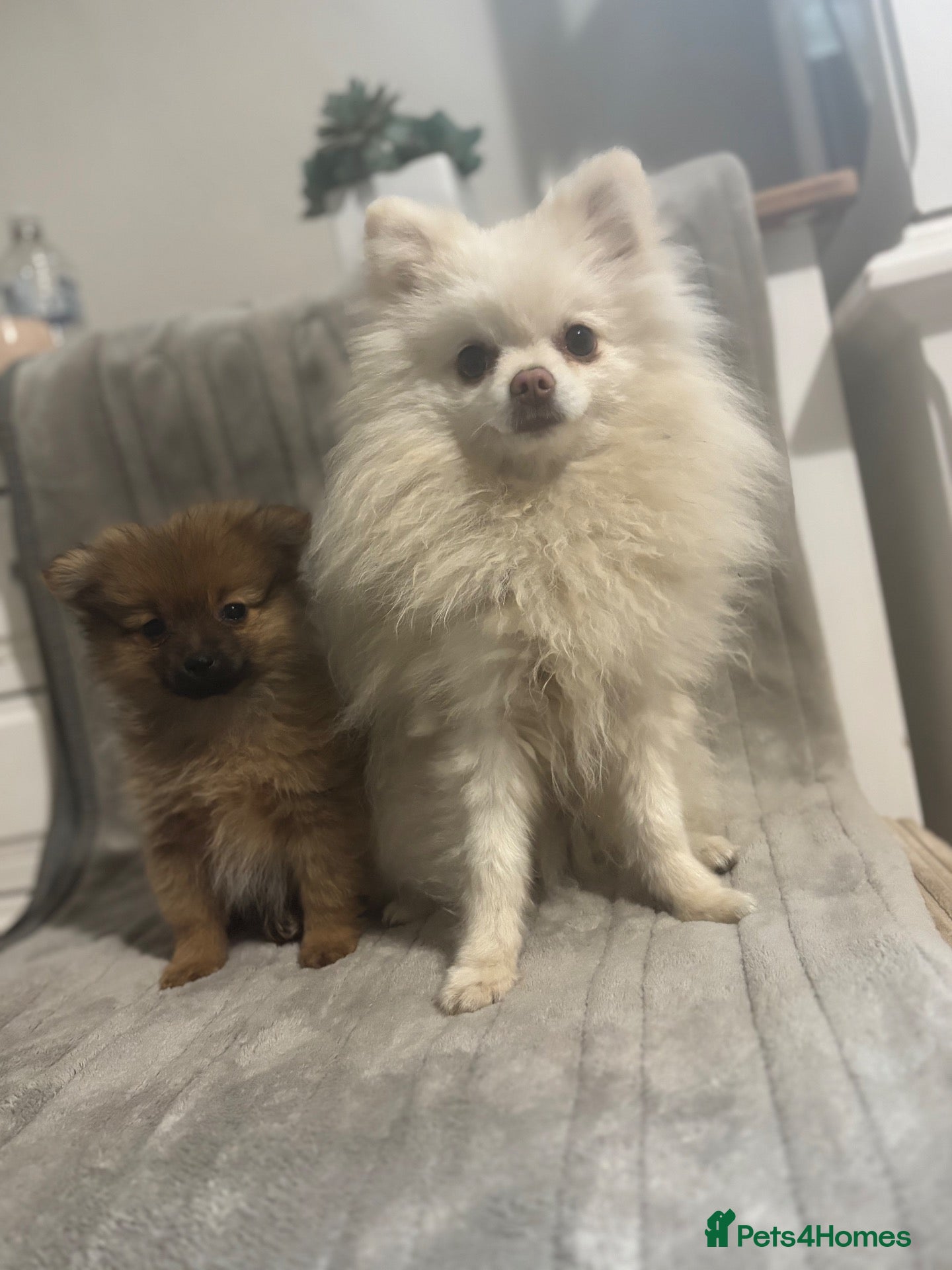 Pomeranian dogs   Beautiful true to type Pom baby’s  - Advert 3