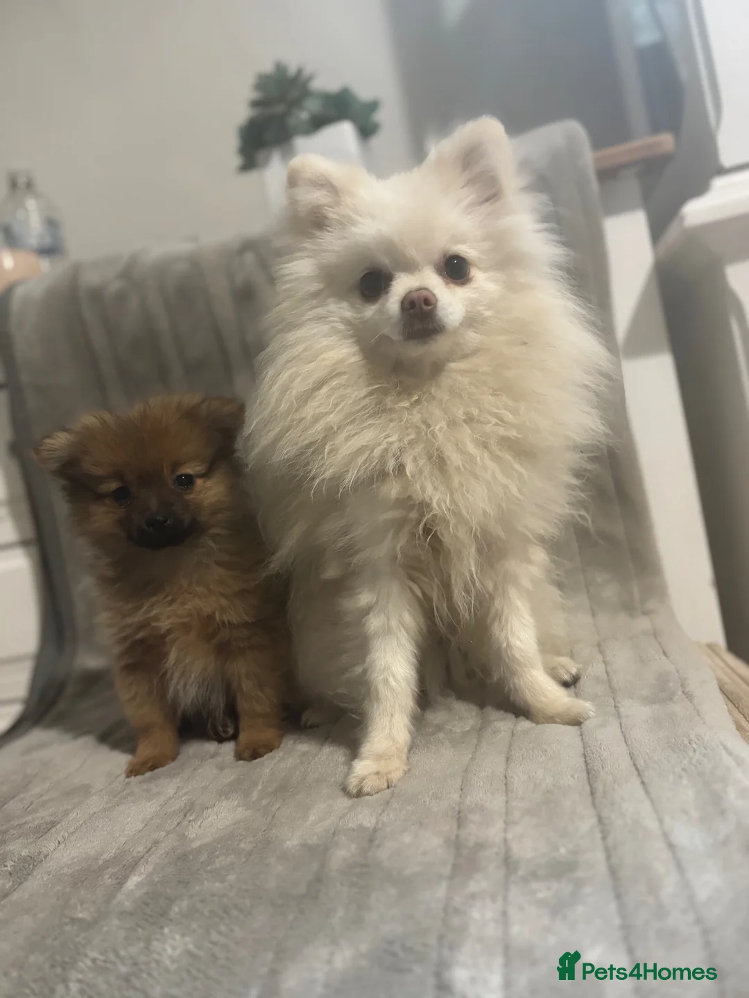 Pomeranian dogs for sale:   Beautiful true to type Pom baby’s  - Advert 1