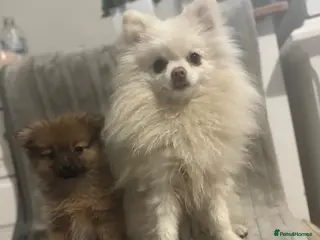 Pomeranian dogs Beautiful true to type Pom baby’s - Advert 1