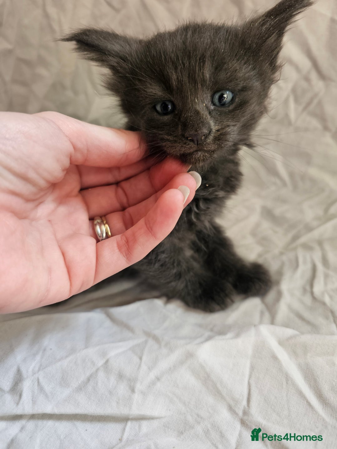 Maine Coon cats for sale: Black Smoke Kittens - Image 12