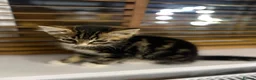 Mixed Breed cats for sale: Adorable Kittens Ready for Their Forever Homes🐾 - Advert 20