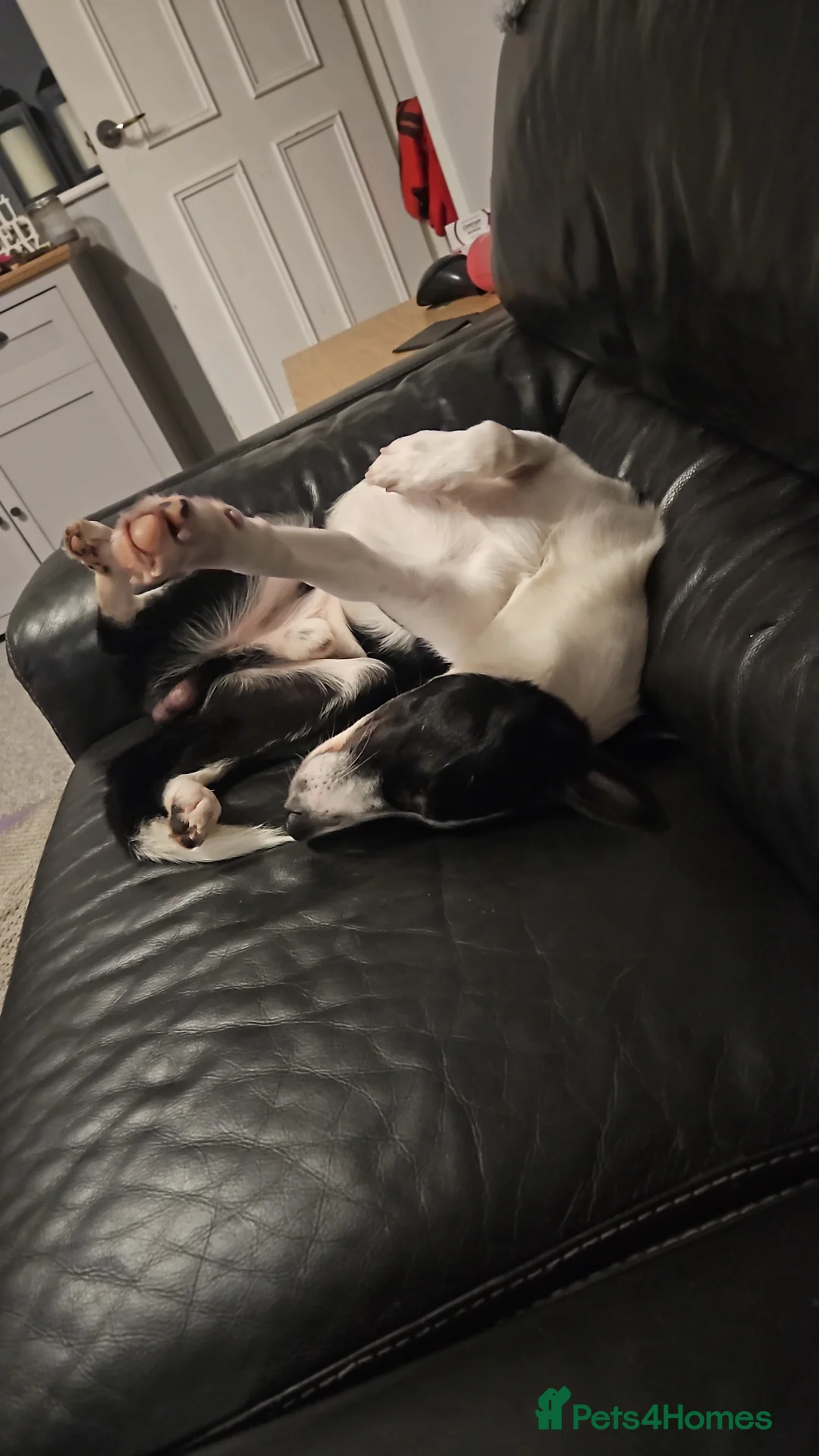 Border Collie dogs for stud: Athletic, Kind, Health Tested, Driven Stud - Advert 2