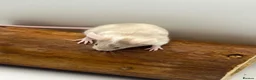Mouse rodents for sale: Female fancy mice - ready for new homes - Advert 8
