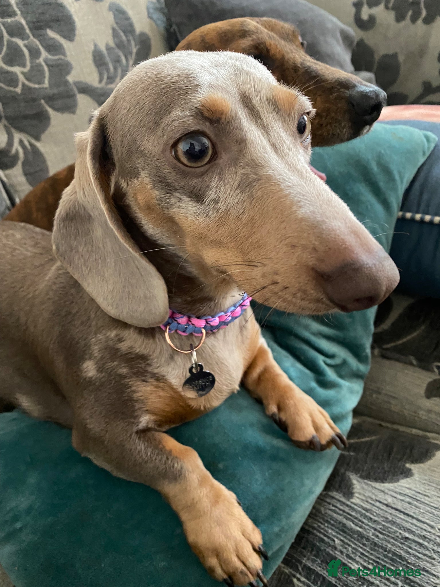 Dachshund dogs Dashound pups for sale  - Advert 2