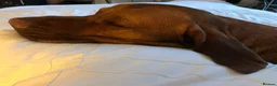 Hungarian Vizsla dogs for stud: Proven Vizsla × Fox Red Lab Stud Seeking Girl 🐾 - Advert 2