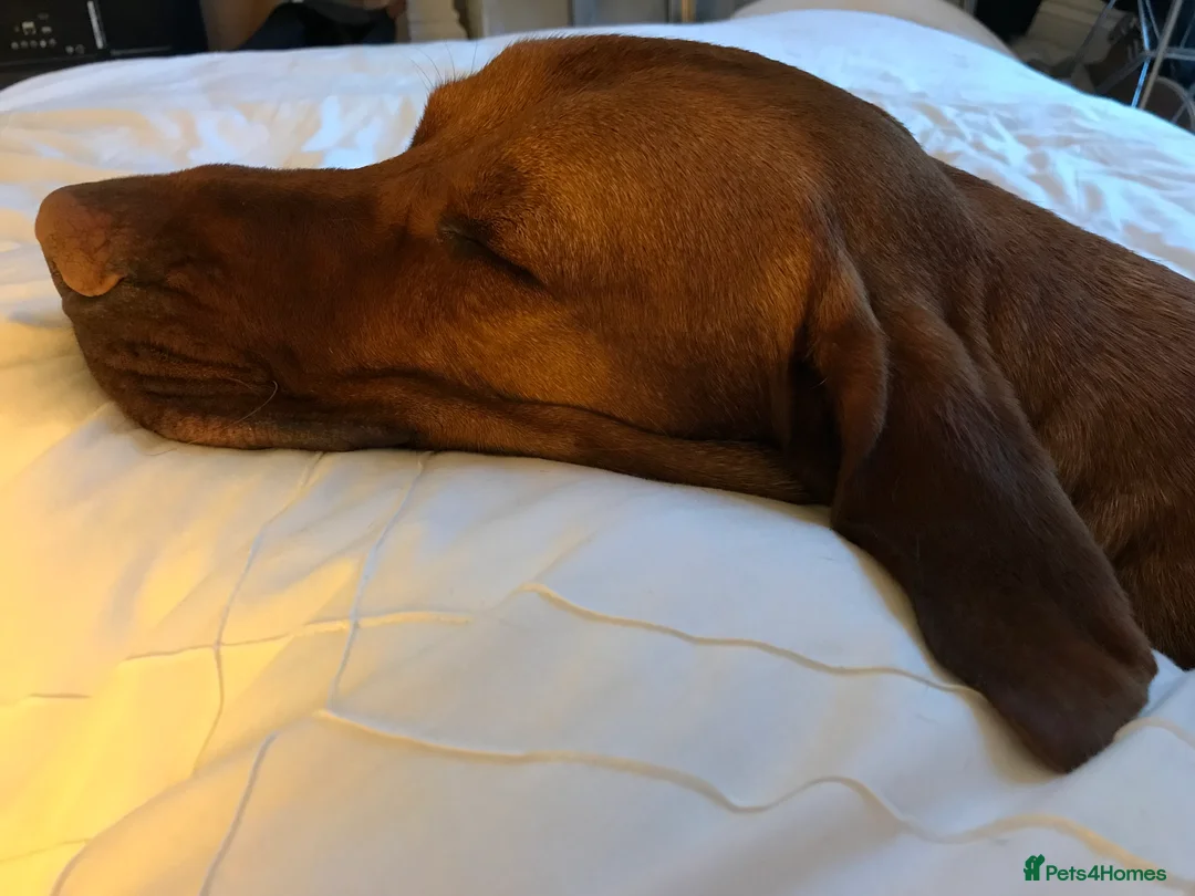 Hungarian Vizsla dogs for stud: Proven Vizsla × Fox Red Lab Stud Seeking Girl 🐾 - Advert 2