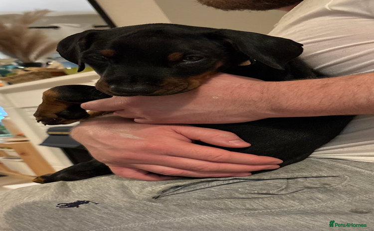 Dobermann dogs Last Beautiful Girl European KC reg Doberman Pup - Advert 11