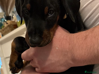 Dobermann dogs Last Beautiful Girl European KC reg Doberman Pup - Advert 9