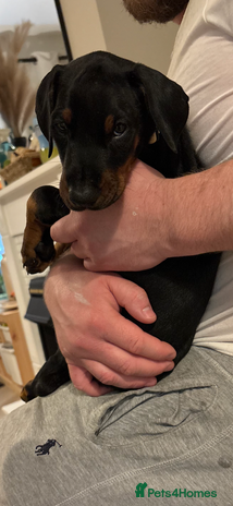 Dobermann dogs Last Beautiful Girl European KC reg Doberman Pup - Advert 11