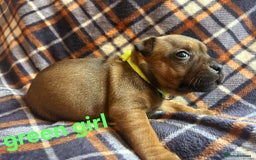 Staffordshire Bull Terrier dogs for sale: Red little one ❤️ - Image 18