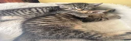 Mixed Breed cats for sale: 2 half British short hair female kittens  - Advert 2