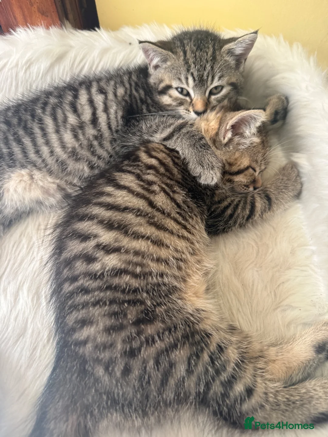 Mixed Breed cats for sale: 2 half British short hair female kittens  - Advert 2