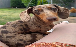 Dachshund dogs for sale: Beautiful minature dapple dachshund. 8 months old. - Image 3