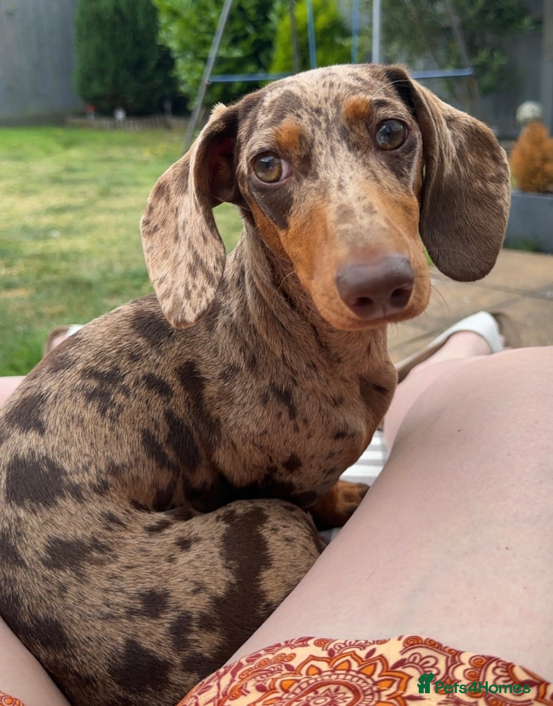 Dachshund dogs for sale: Beautiful minature dapple dachshund. 8 months old. - Image 3