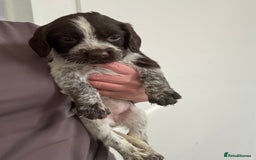 Sprocker dogs for sale: Sprocker spaniel pups  - Image 5