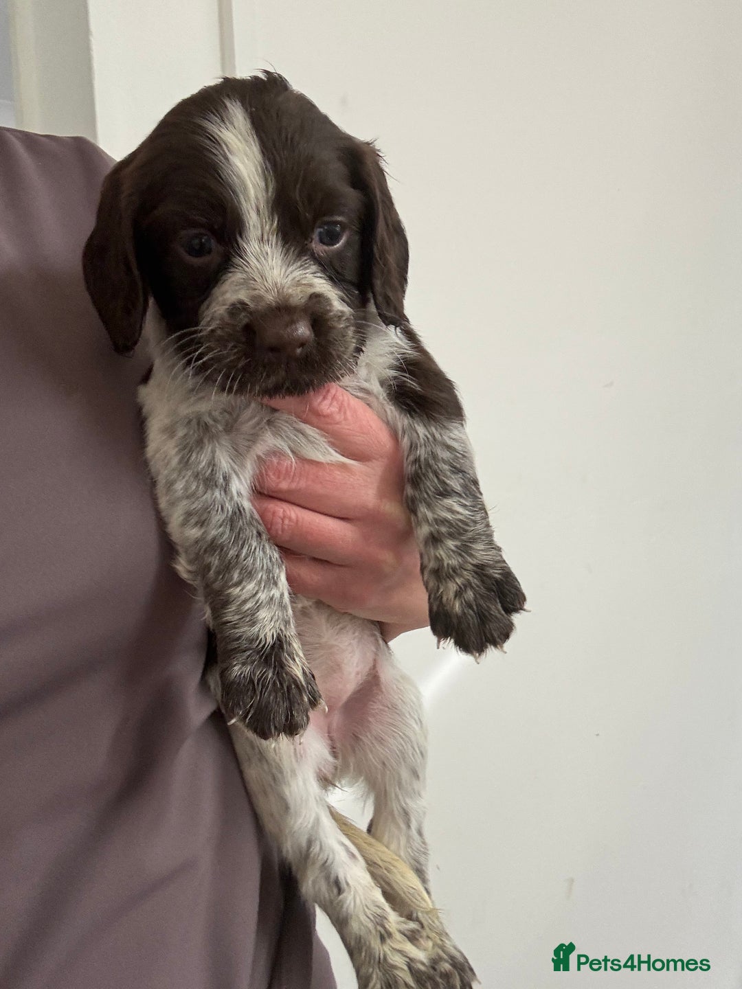 Sprocker dogs for sale: Sprocker spaniel pups  - Image 5