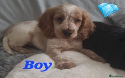 Cocker Spaniel dogs for sale: 🐶PRA FA HEALTH TESTED Show Cocker Spaniels Ready - Image 13