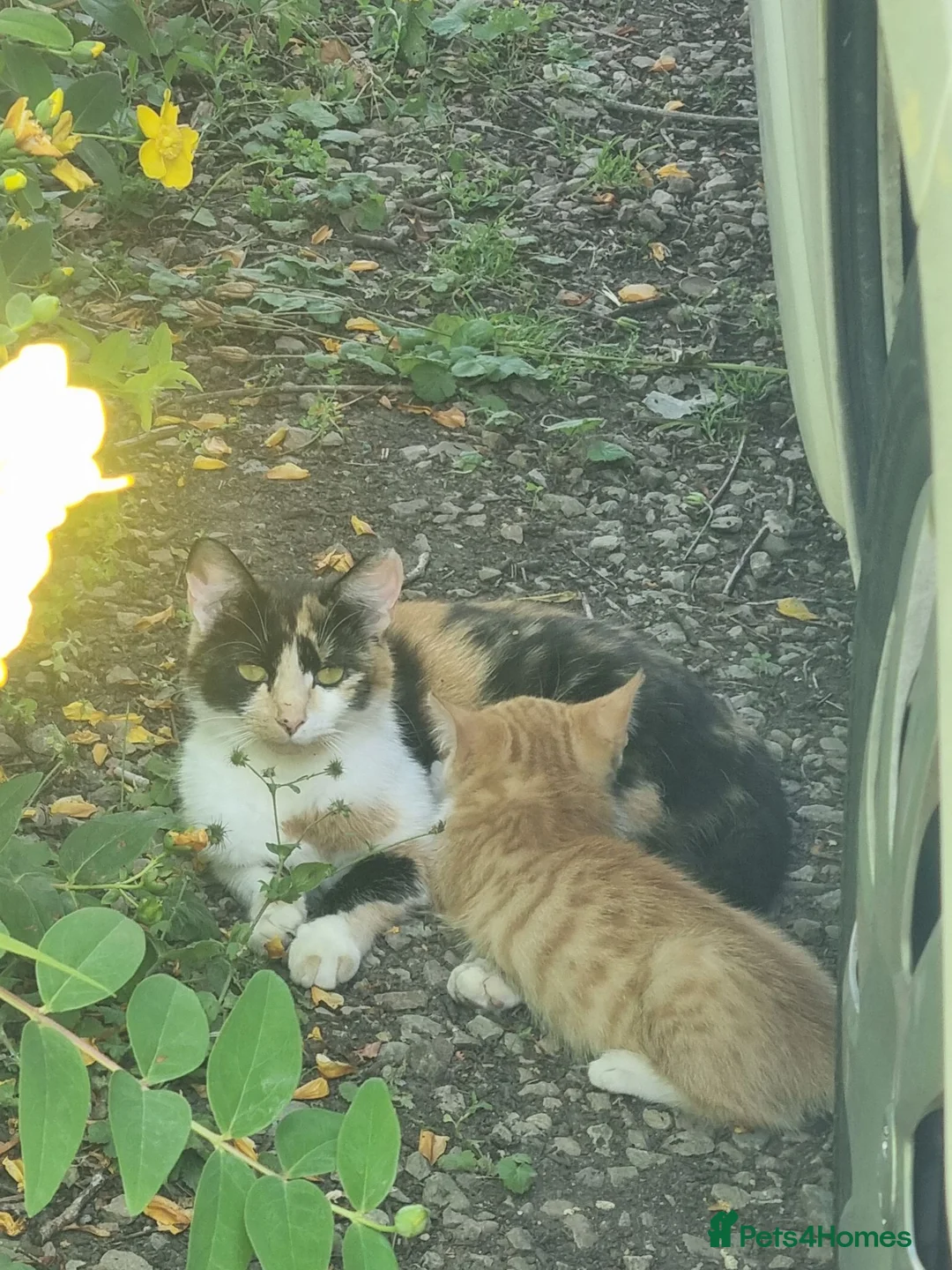 Mixed Breed cats for sale: 4 lovely male kittens - Advert 2